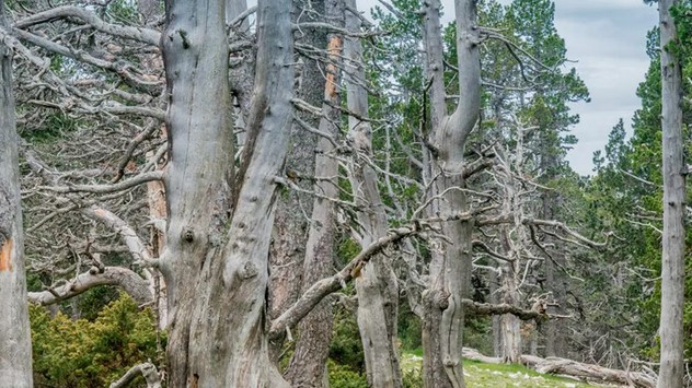 bosc_002